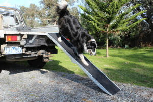 aluminium folding dog ramp on ford ranger ute